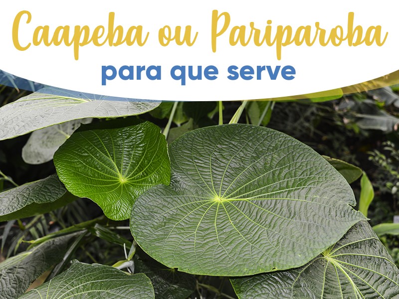 Caapeba ou Pariparoba: para que serve